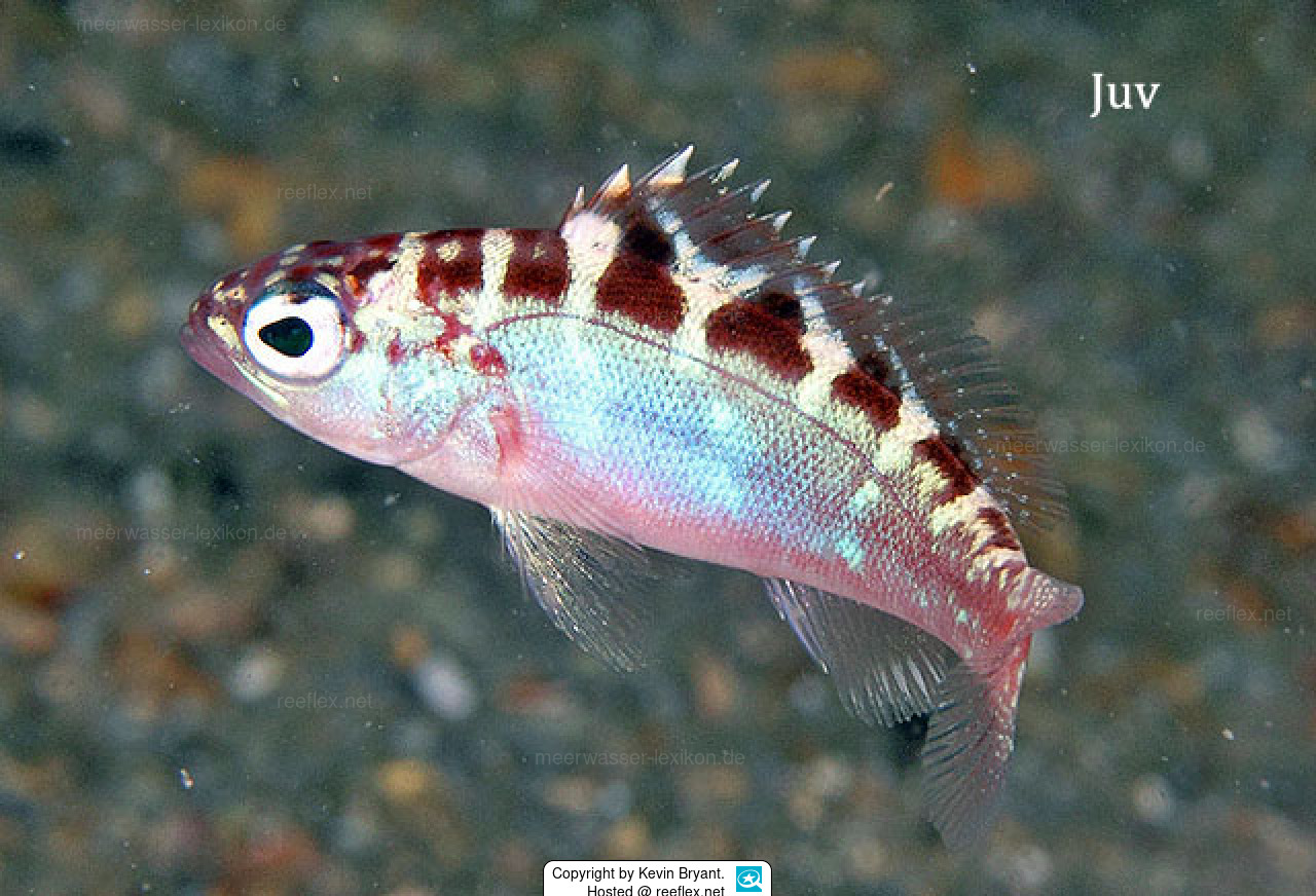 Serranus tortugarum Chalk bass