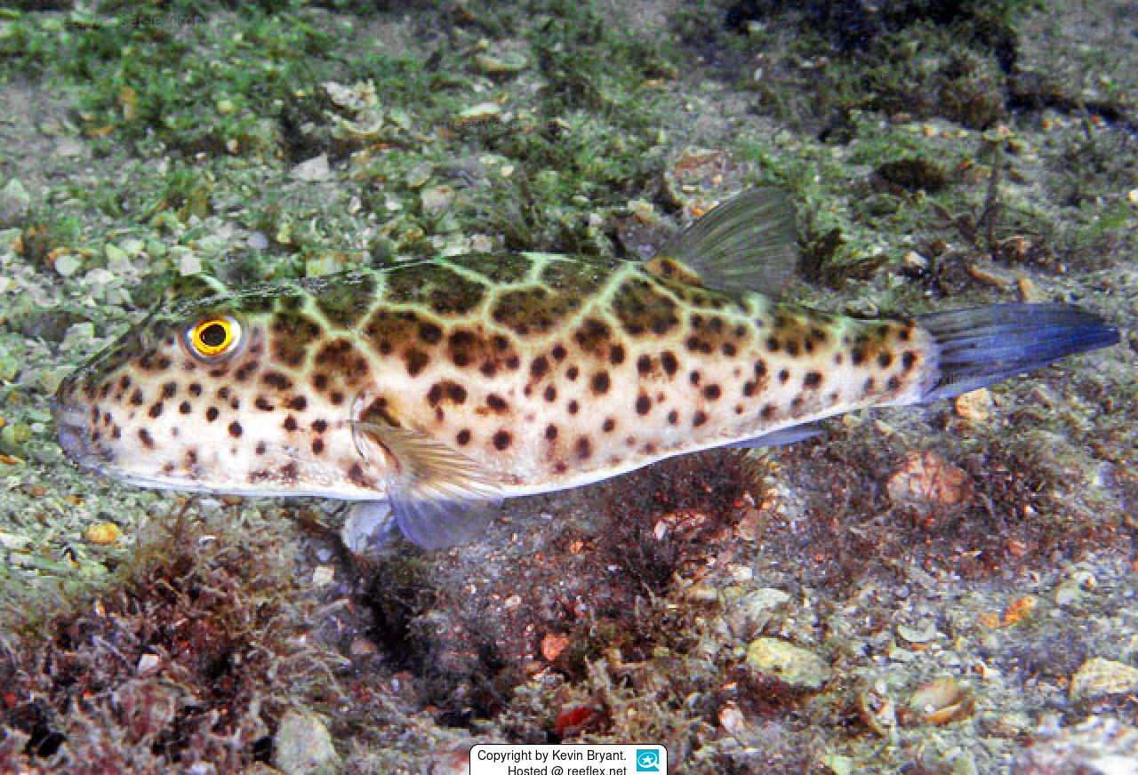 Sphoeroides testudineus