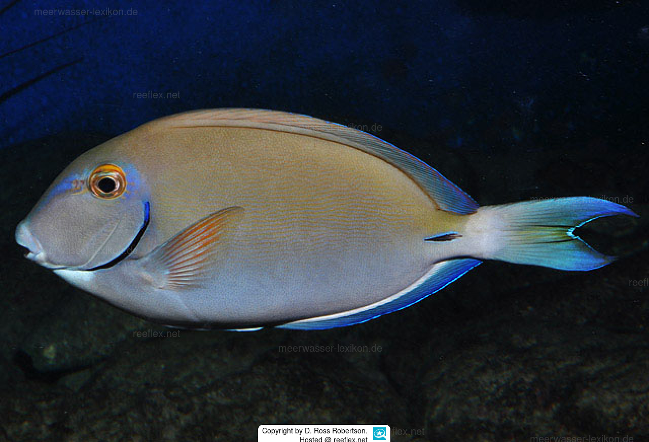 Doctorfish  Mexican Fish.com