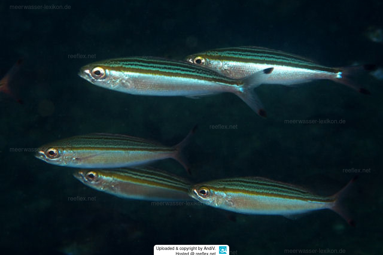 Pterocaesio trilineata DreistreifenFüsilier