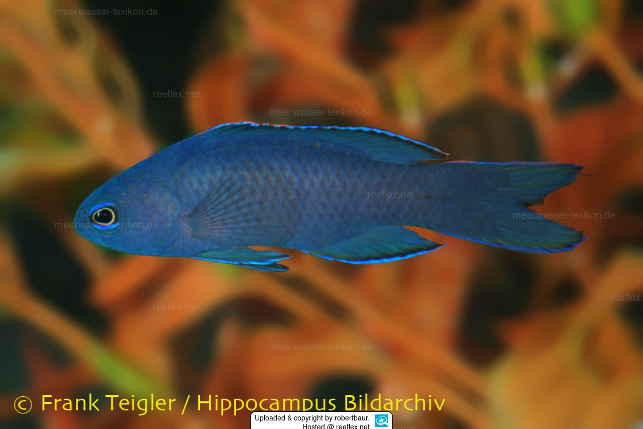 Assessor macneilli Blauer Mirakelbarsch