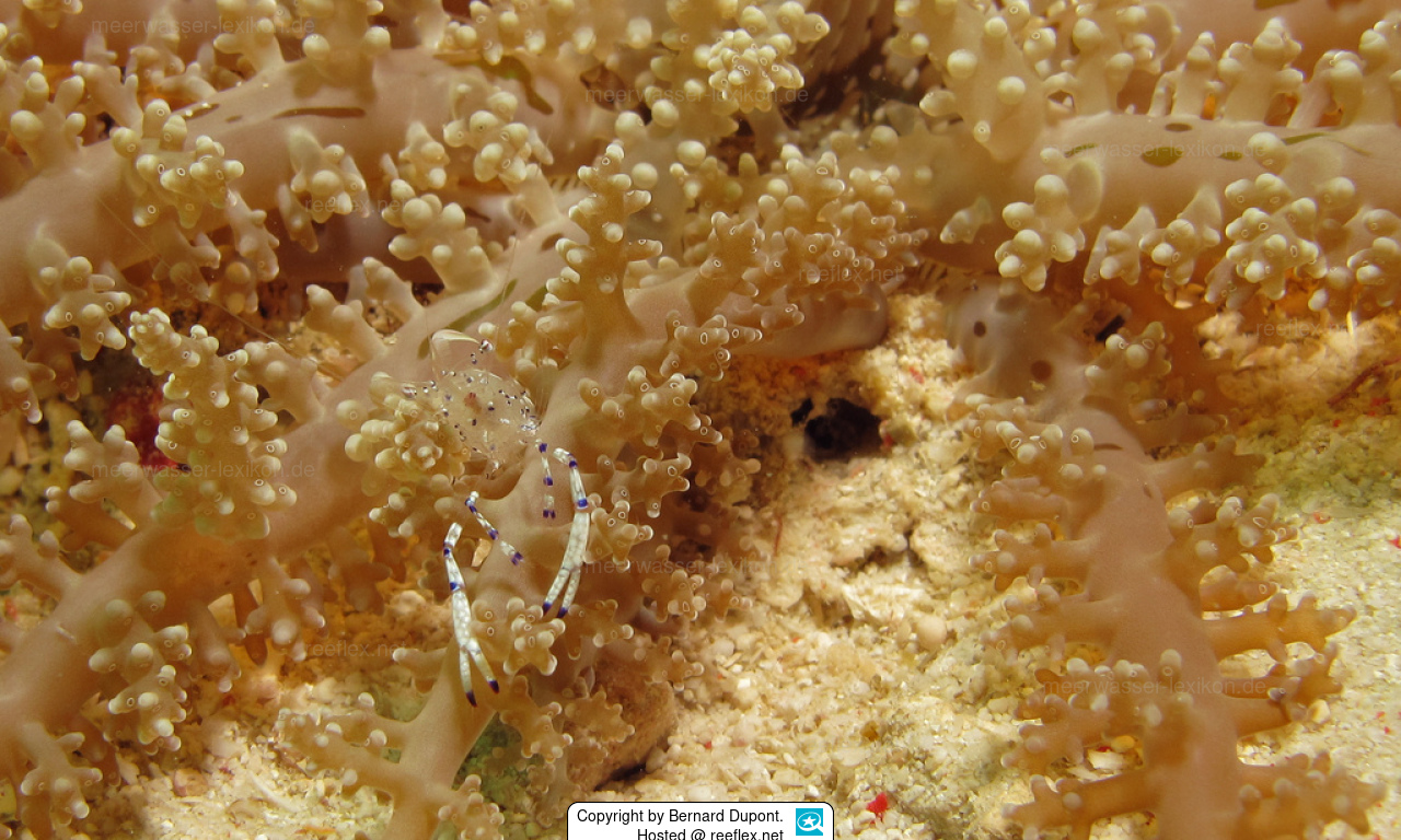 Actinodendron glomeratum Verzweigte Anemone