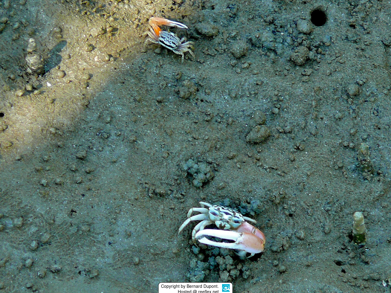 Austruca annulipes Fiddler crab