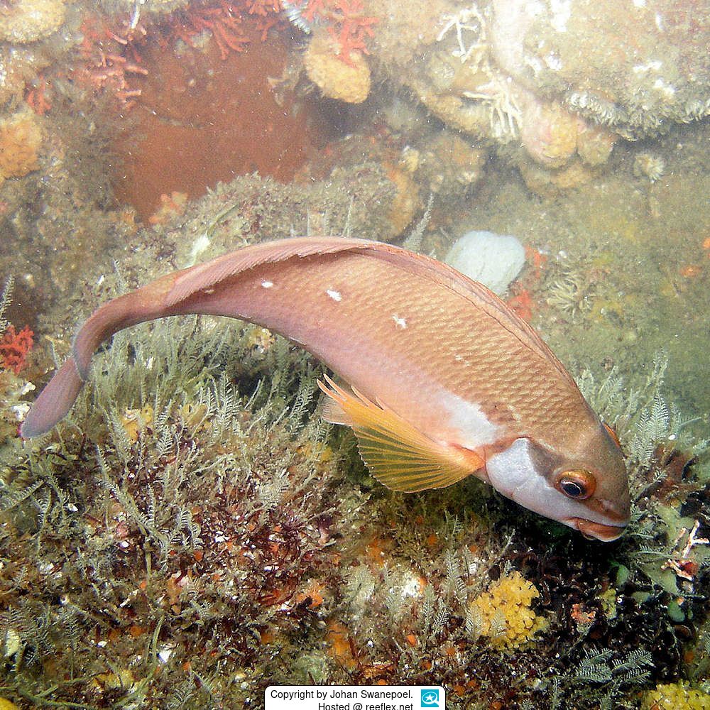 Chirodactylus brachydactylus Fingerflosser