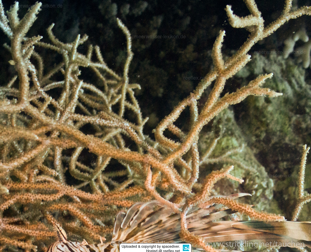 Melithaea rubrinodis Rotknotenkoralle