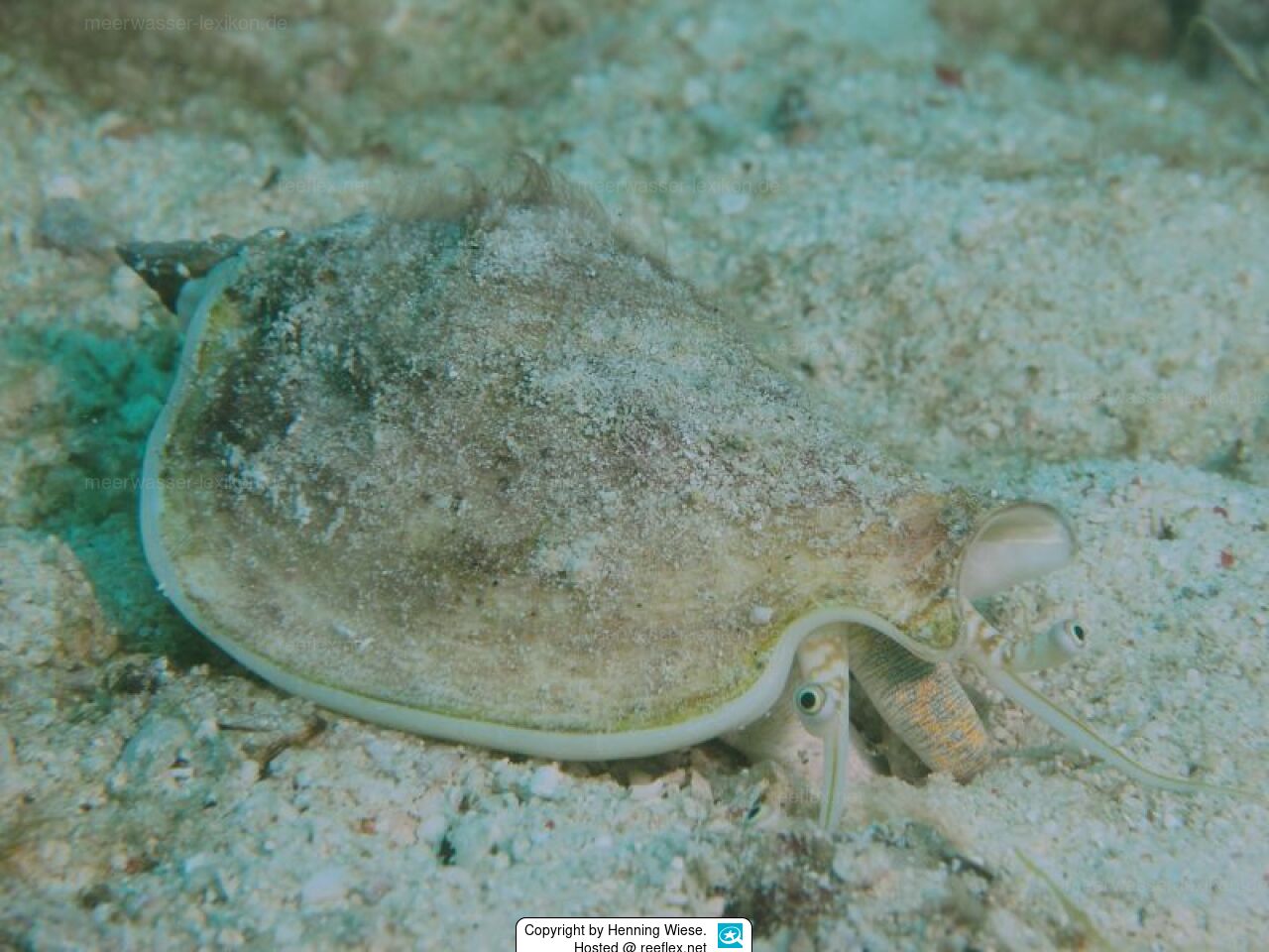 Labiostrombus epidromis SchwanenFlügelschnecke