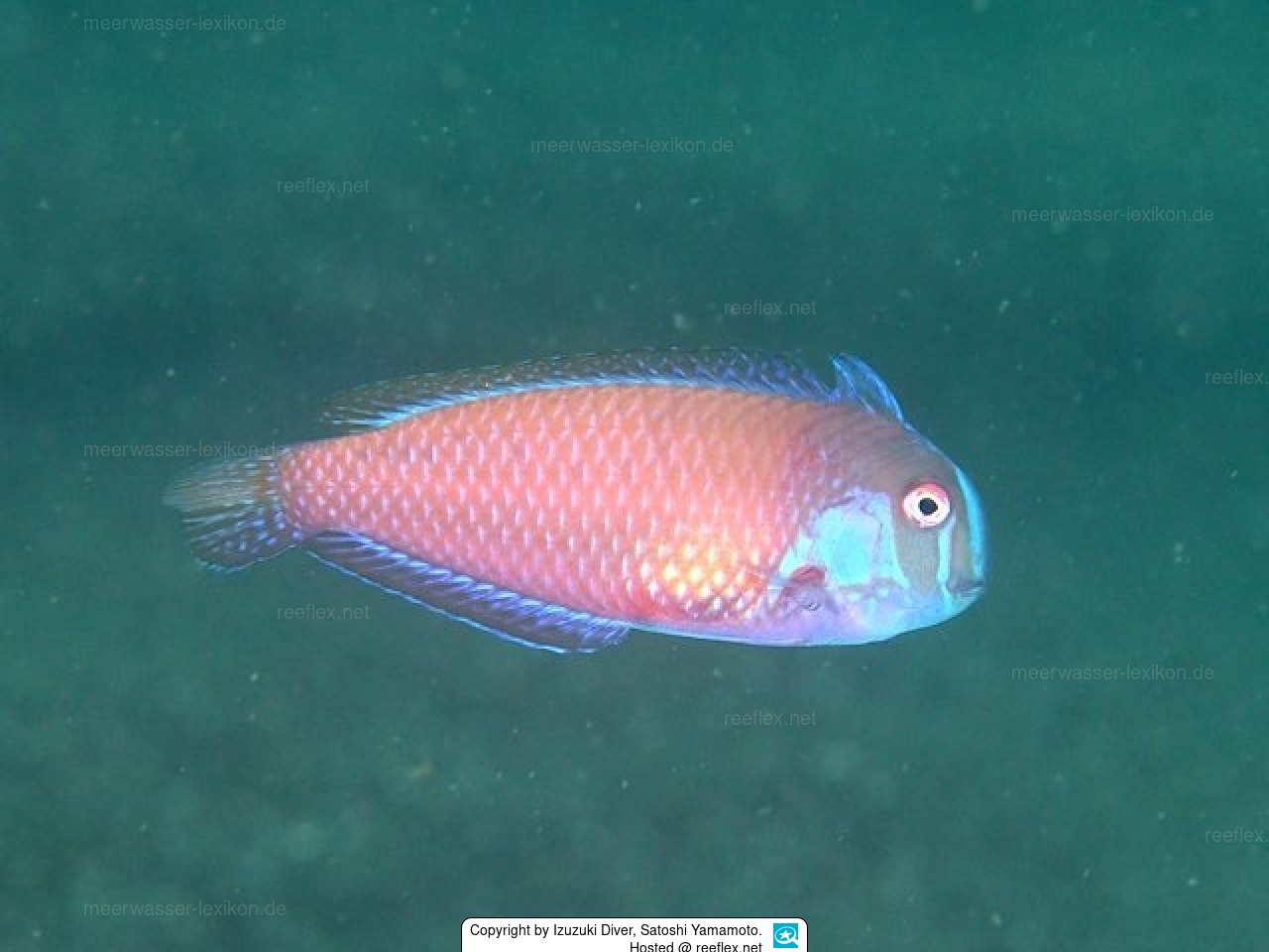 Iniistius verrens Rasiermesserlippfisch