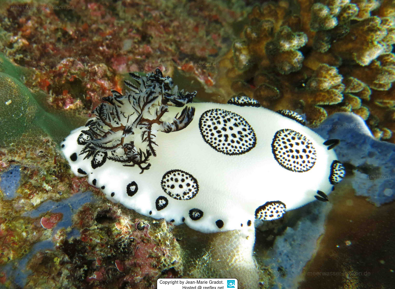 Jorunna funebris TrauerSternschnecke