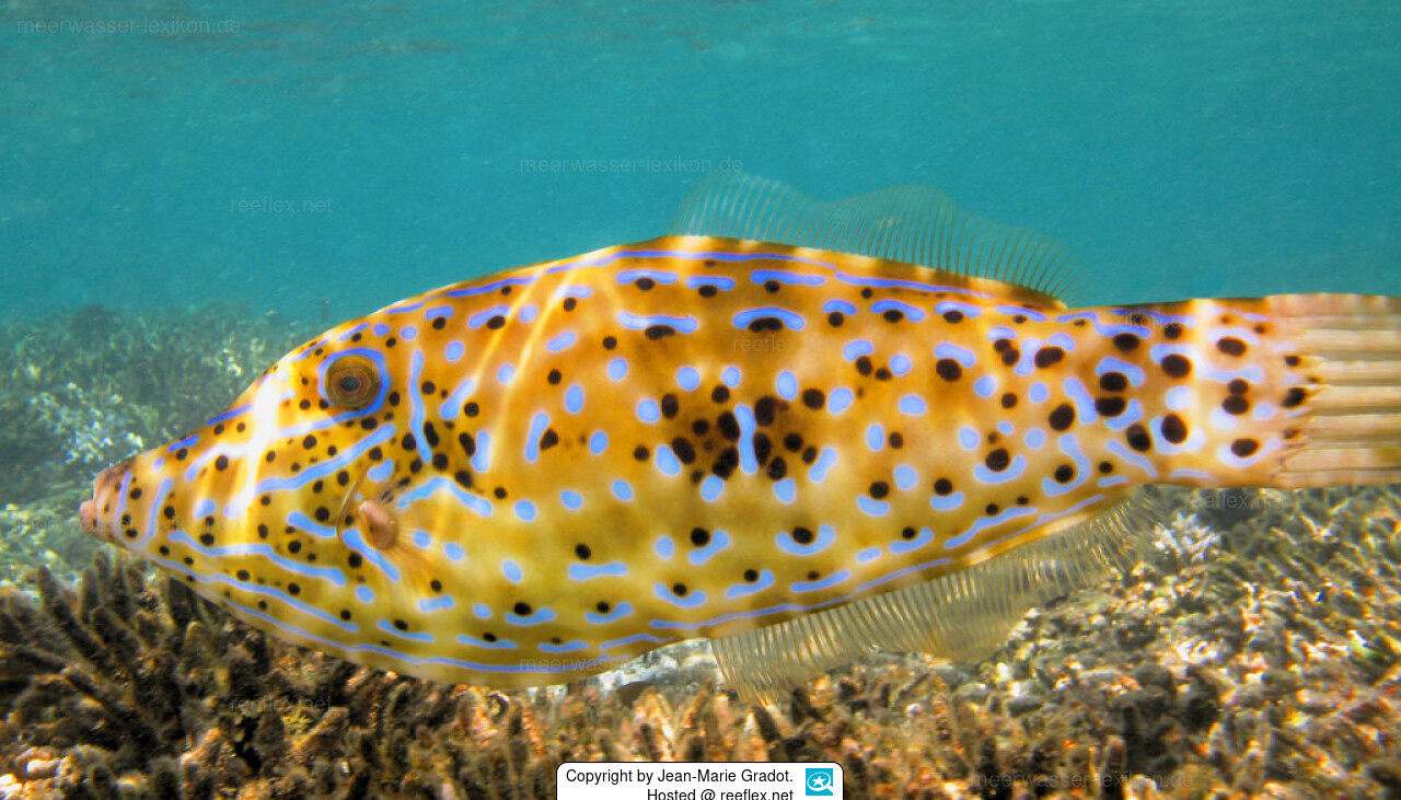 Aluterus scriptus SchriftFeilenfisch