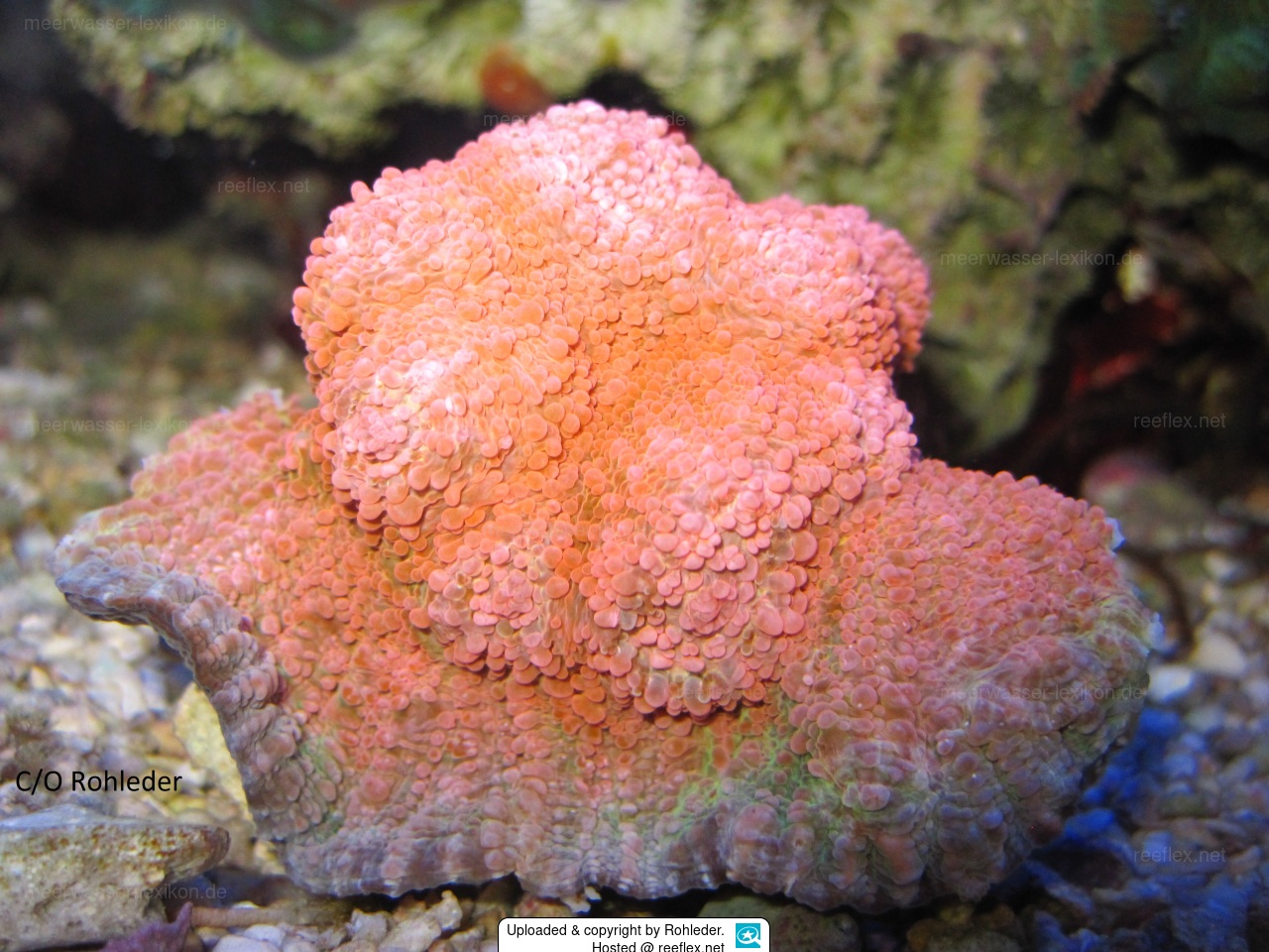 Echinophyllia patula Großpolypige Steinkoralle