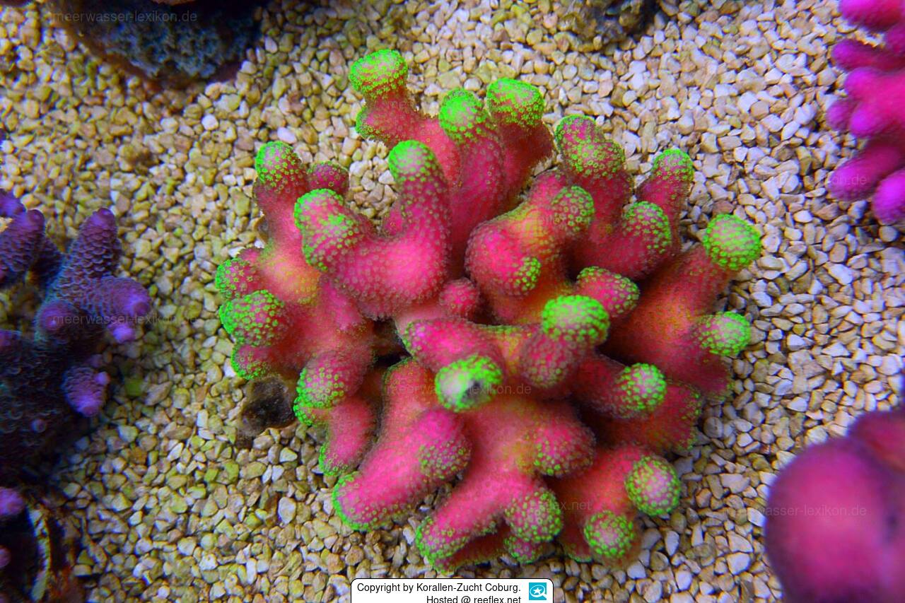 Stylophora pistillata Smooth cauliflower coral