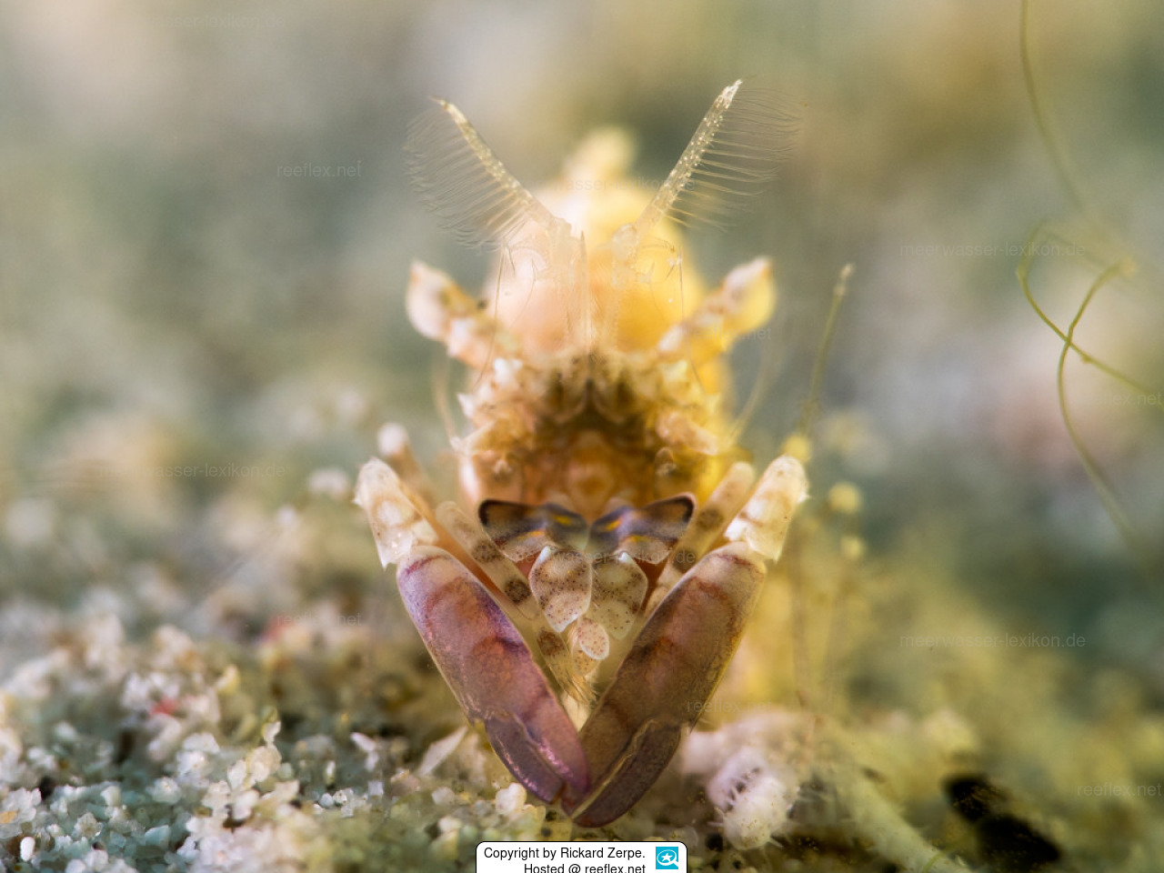 Phyllognathia simplex Einfache Hummelgarnele.