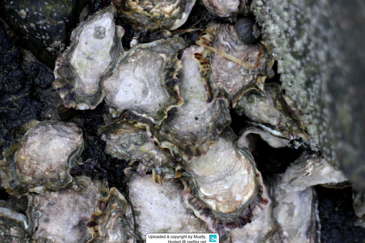 Magallana gigas Giant cupped oyster, Pacific cupped oyster, giant