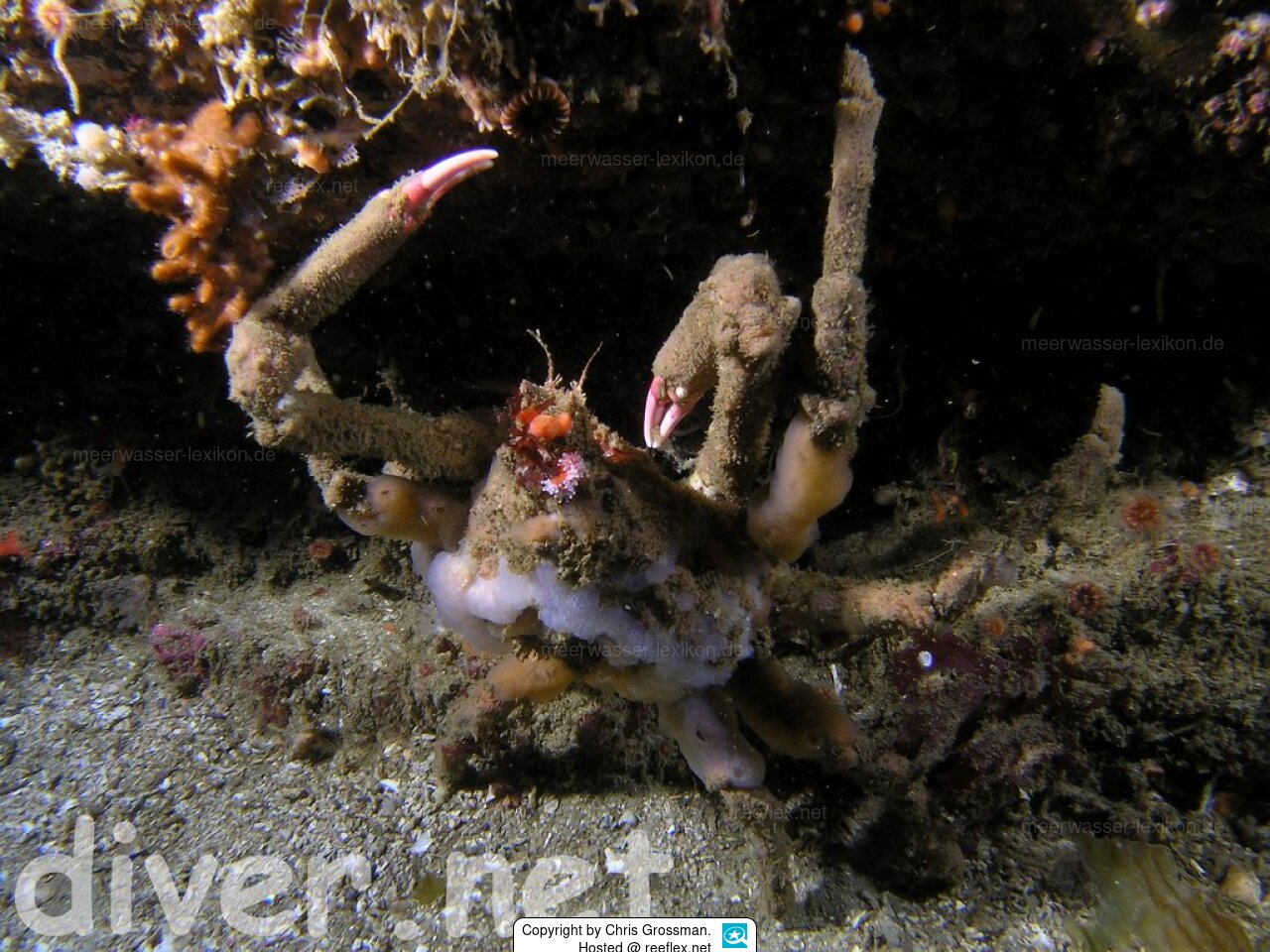 Loxorhynchus crispatus Moss crab, masking crab, decorator crab