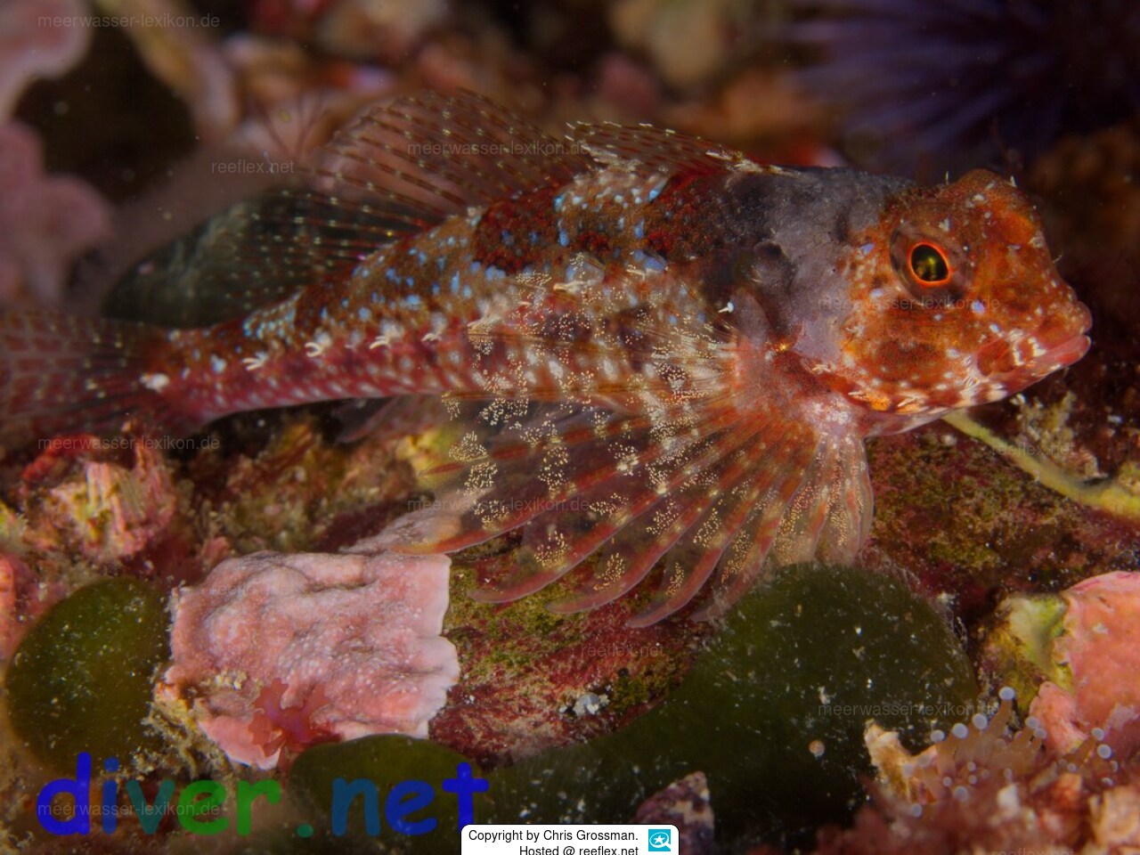 Orthonopias triacis Groppe