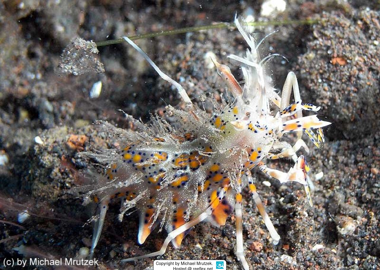 Phyllognathia ceratophthalma Spiny Tiger Shrimp, Bongo Shrimp