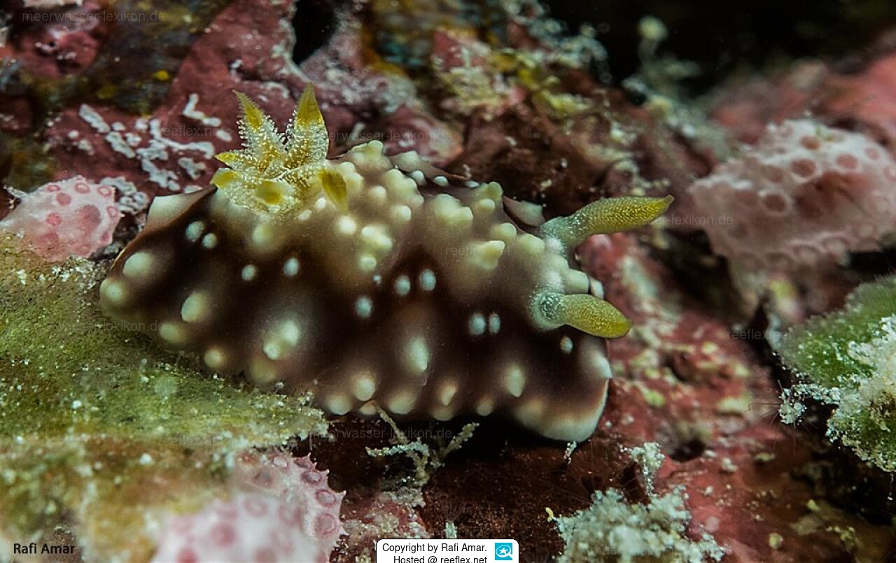 Goniobranchus geometricus Geometrische Chromodoris