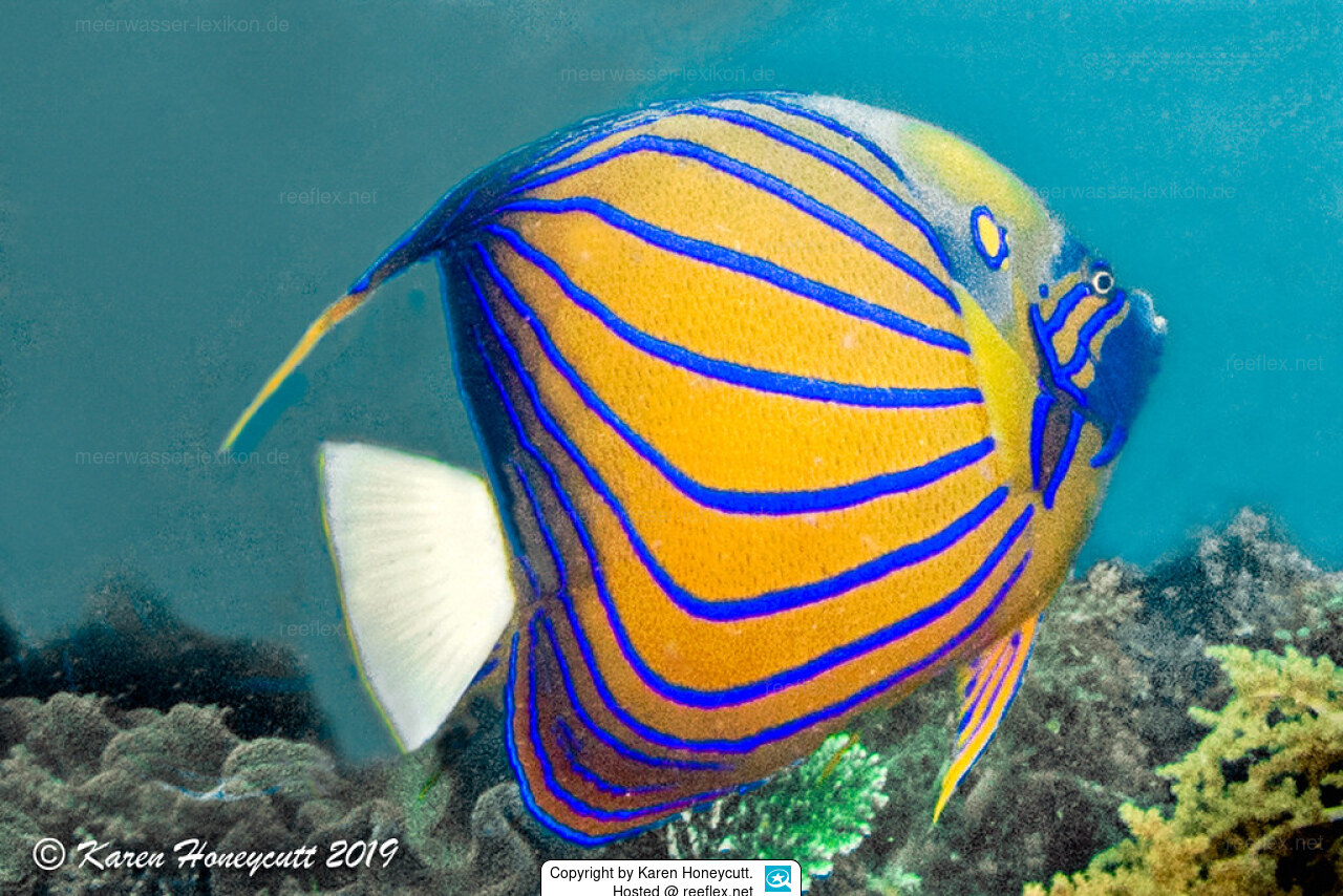 Bluering Angelfish Stock Photo - Download Image Now - Tropical Fish, White  Background, 2015 - iStock