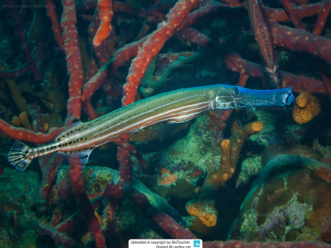 Aulostomus maculatus Trumpetfish