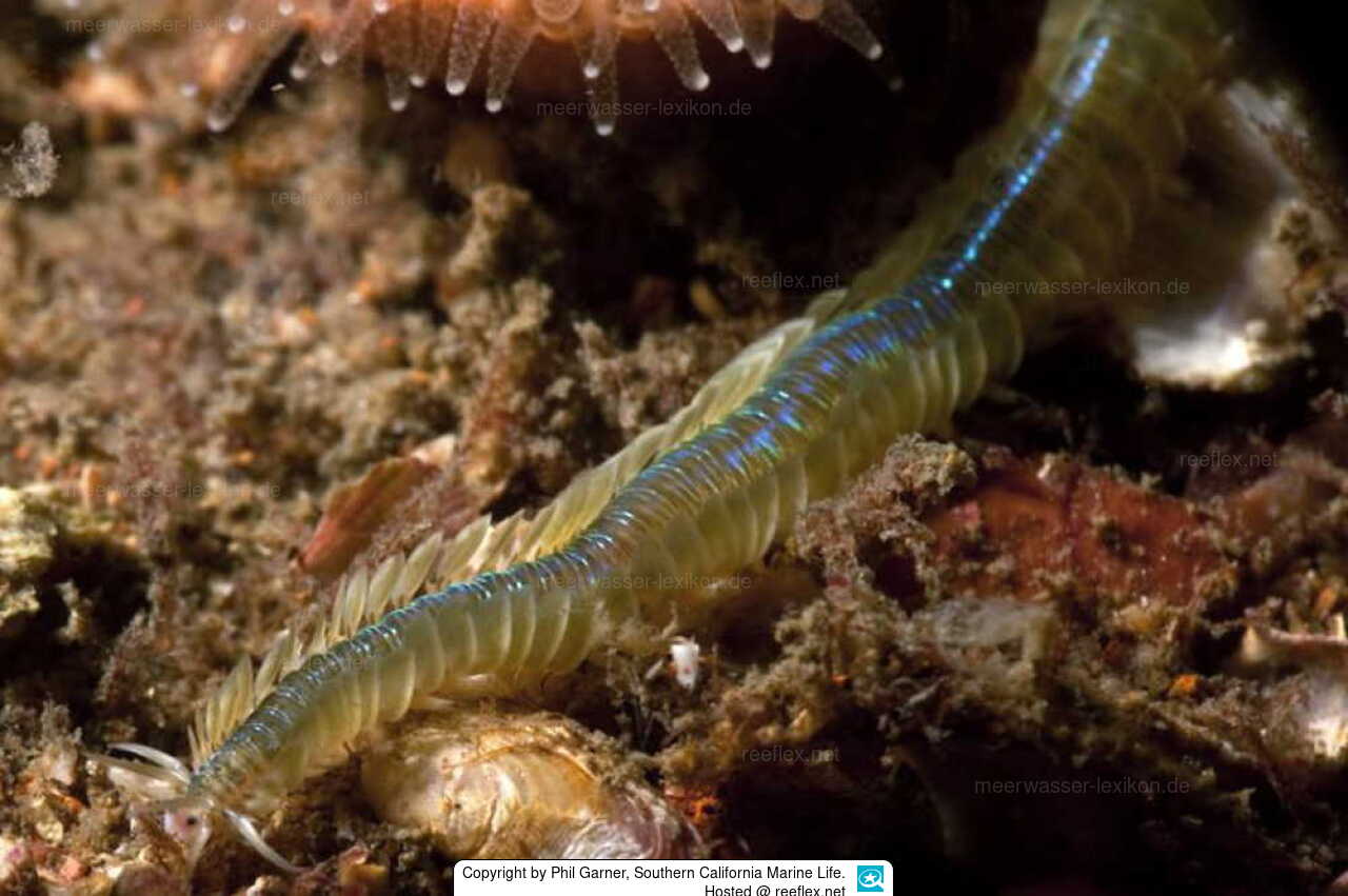 Phyllodoce medipapillata Paddle worm