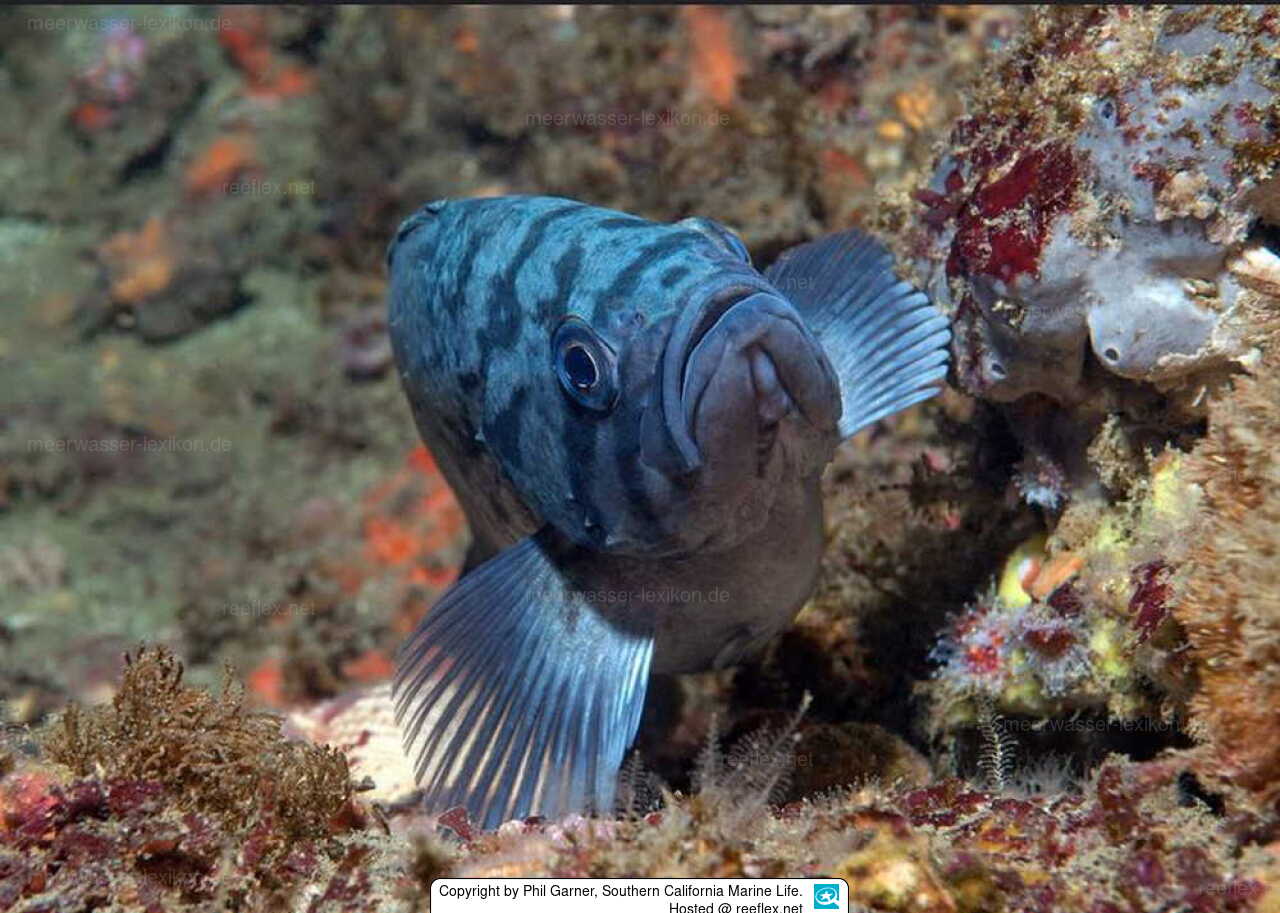Sebastes mystinus Blue rockfish
