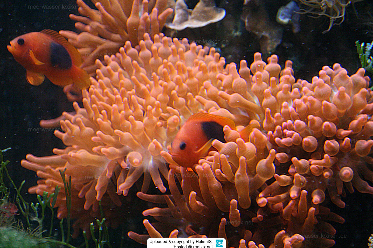 Amphiprion ephippium Red Saddleback Anemonefish, Saddle Anemone, Saddle