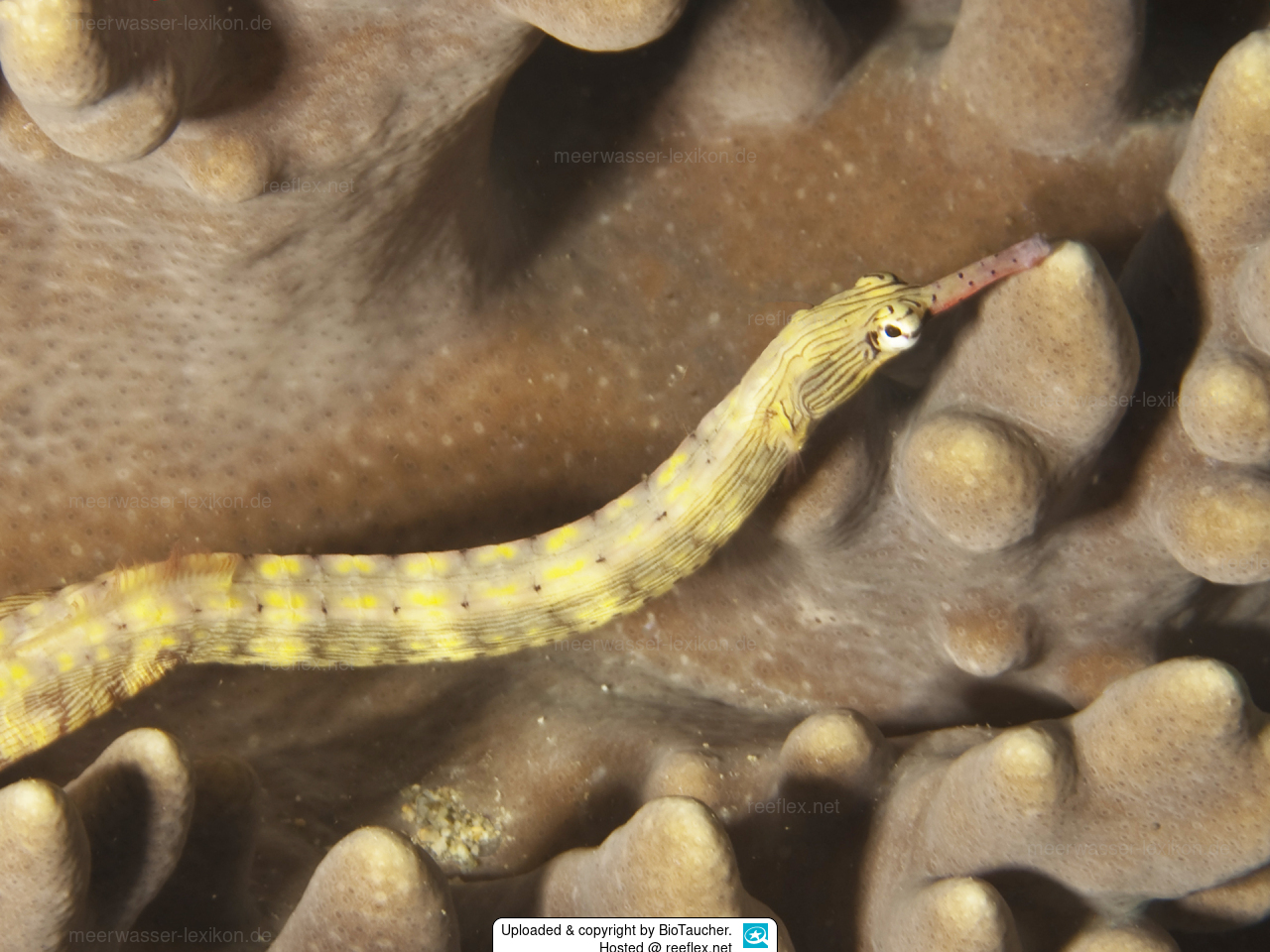 Corythoichthys haematopterus