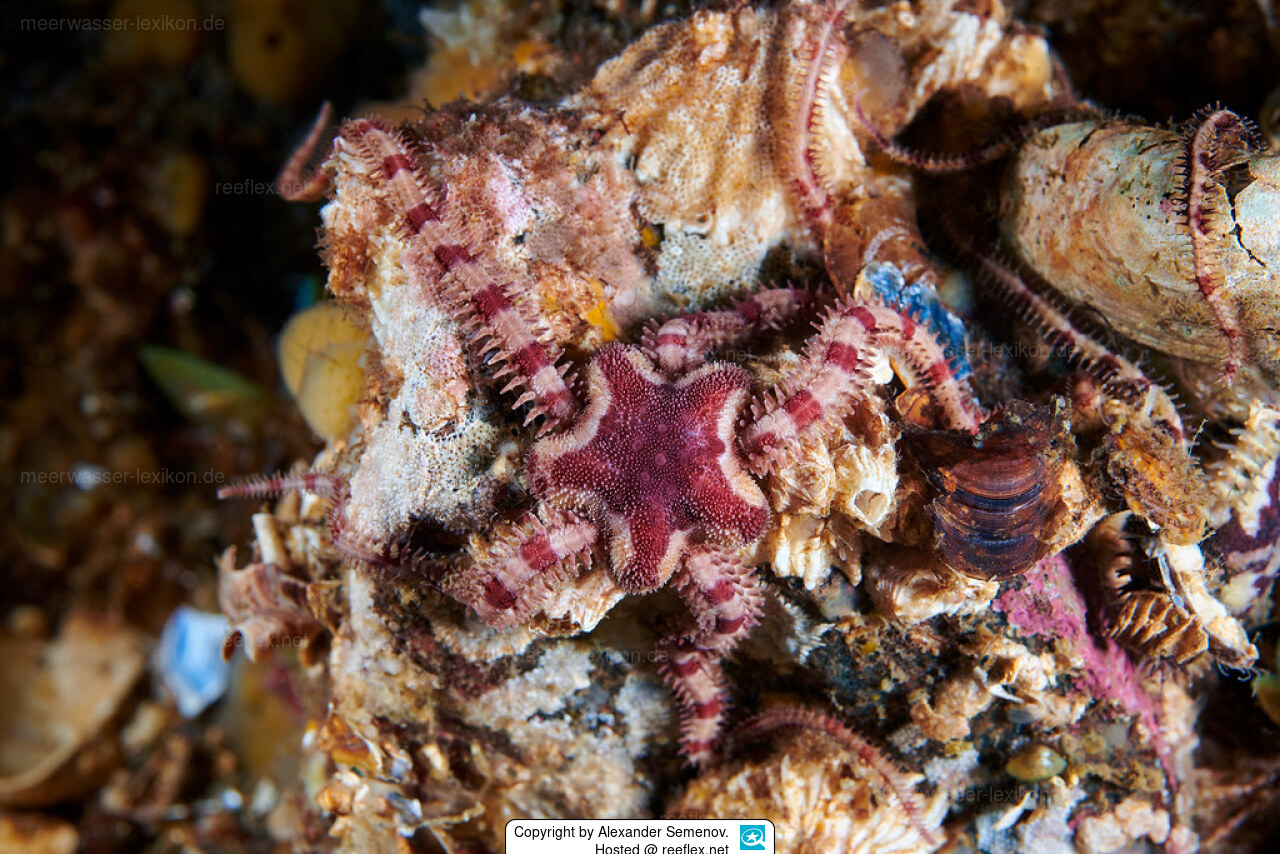 Ophiopholis aculeata Crevice Brittle Star, Daisy Brittle Star