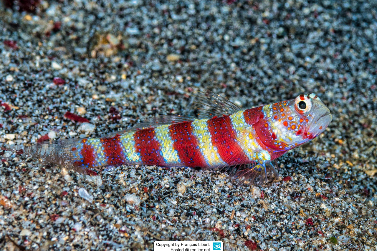 Amblyeleotris wheeleri Burgundy Shrimp Goby, Burgundy Shrimpgoby