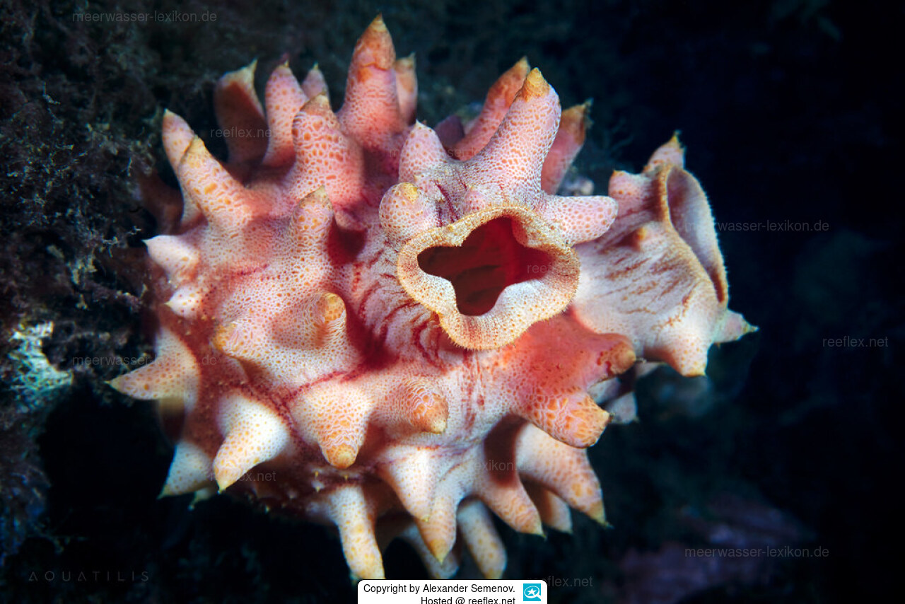 Halocynthia roretzi Sea Pineapple, Korean Common Sea Squirt