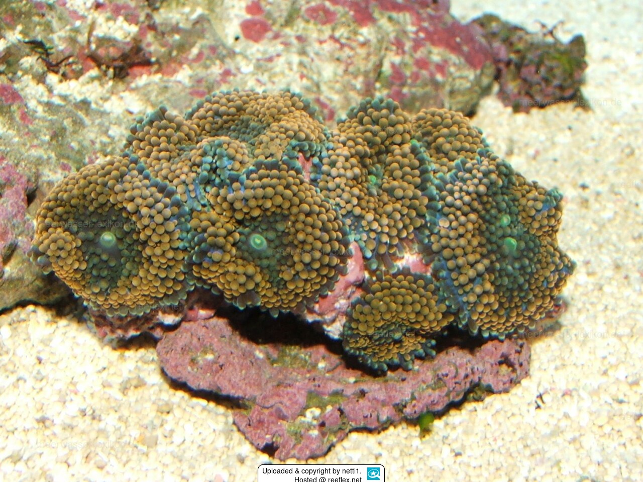 Ricordea florida Ricordia mushroom polyps, Florida corallimorpharian