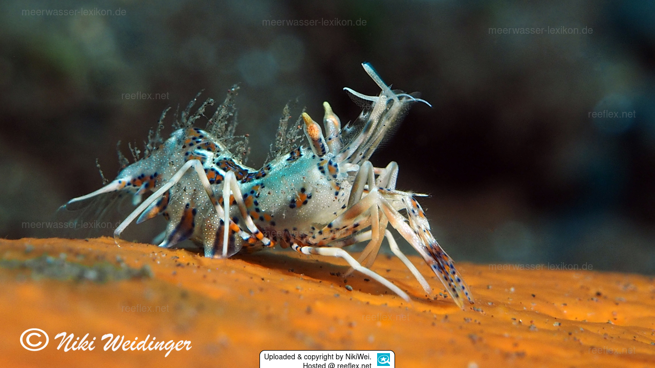 Phyllognathia Ceratophthalma Gehornte Hummelgarnele Tiger Garnele