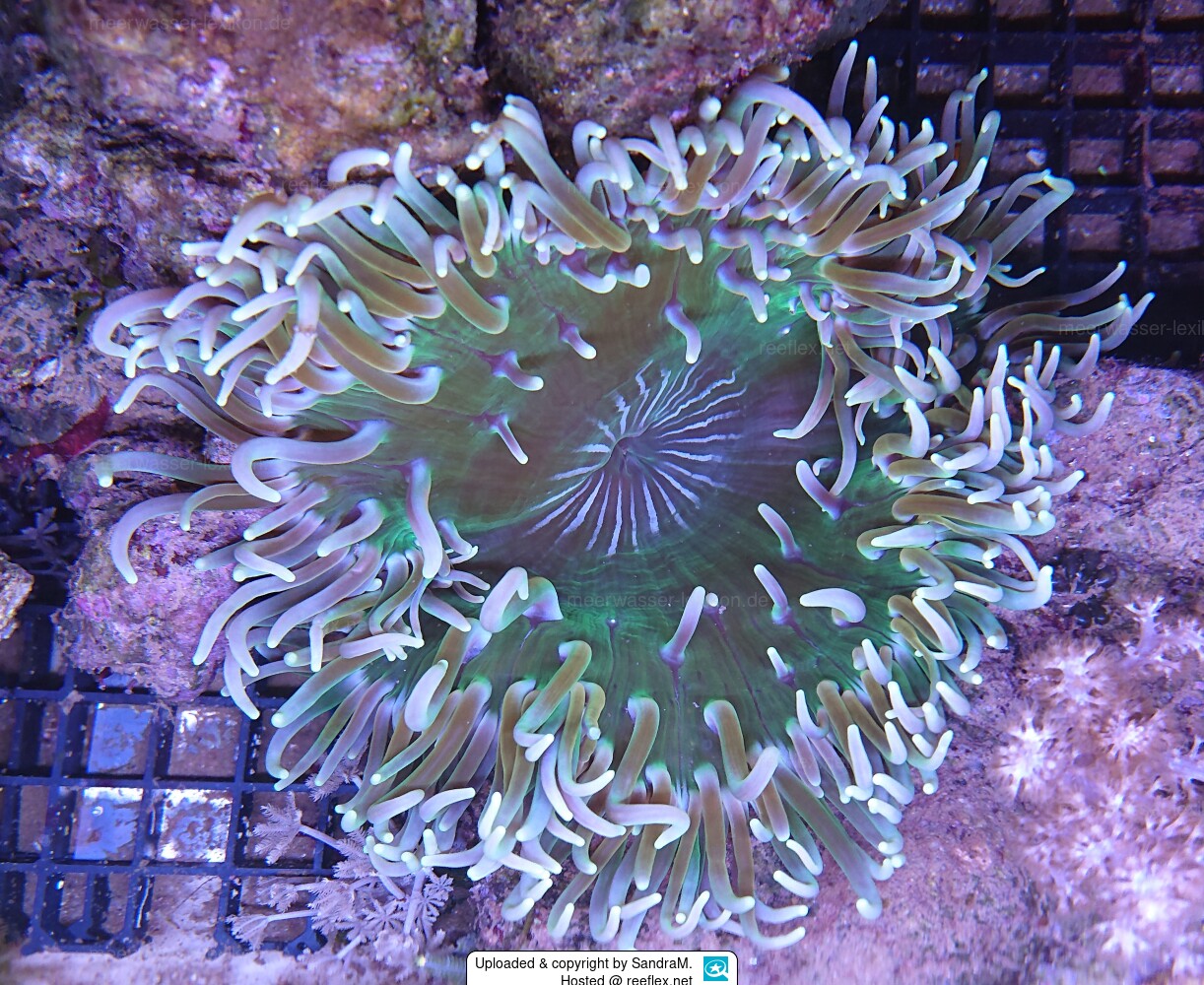 Heteractis doreensis Corkscrew Tentacle Sea Anemone, Longtentacle