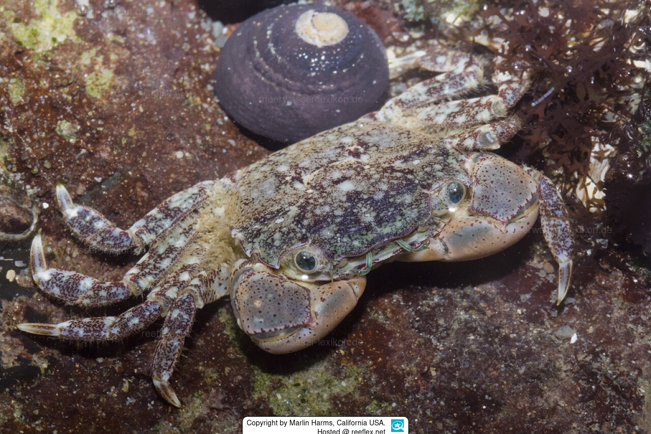 Hemigrapsus oregonensis Yellow Shore Crab, Green Shore Crab, Hairy ...