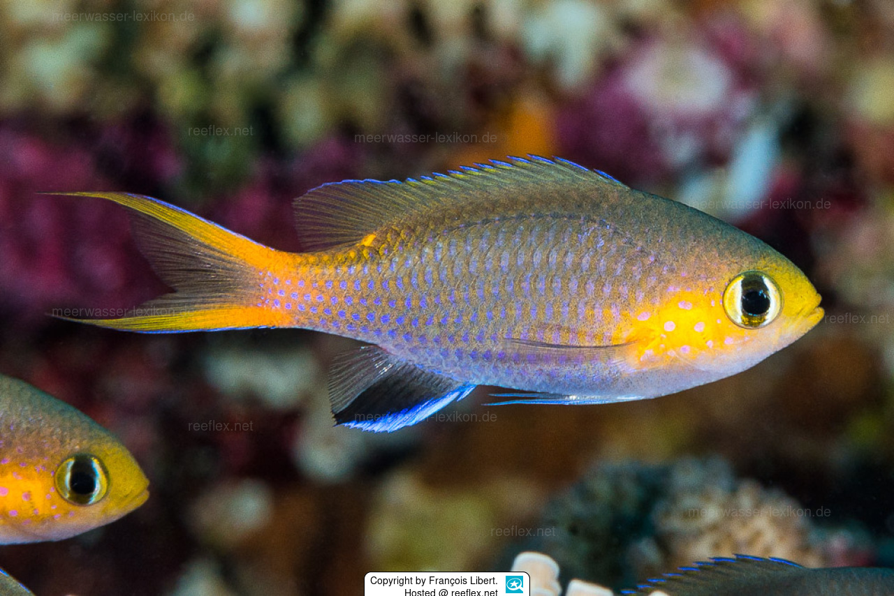 Chromis acares Riffbarsch