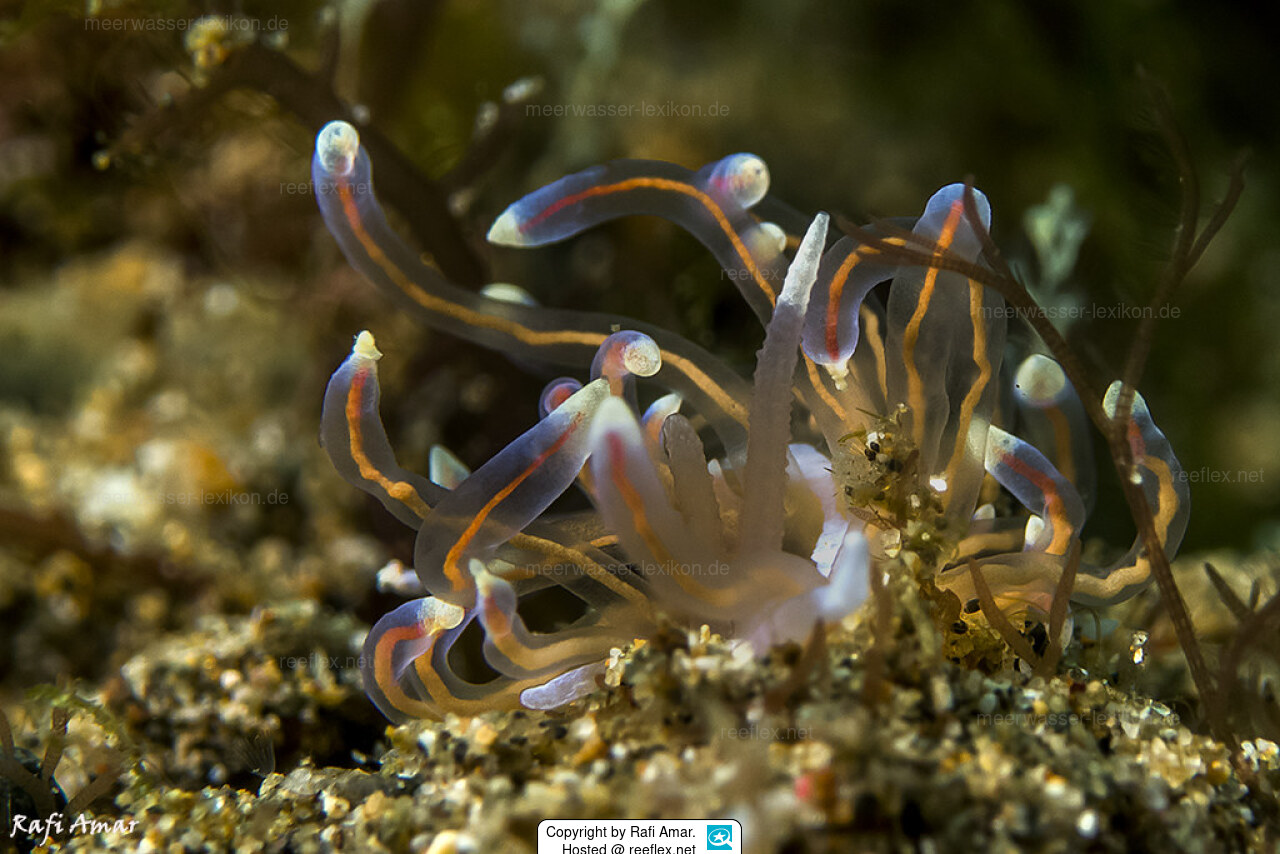 Phyllodesmium opalescens Electric nudibranch