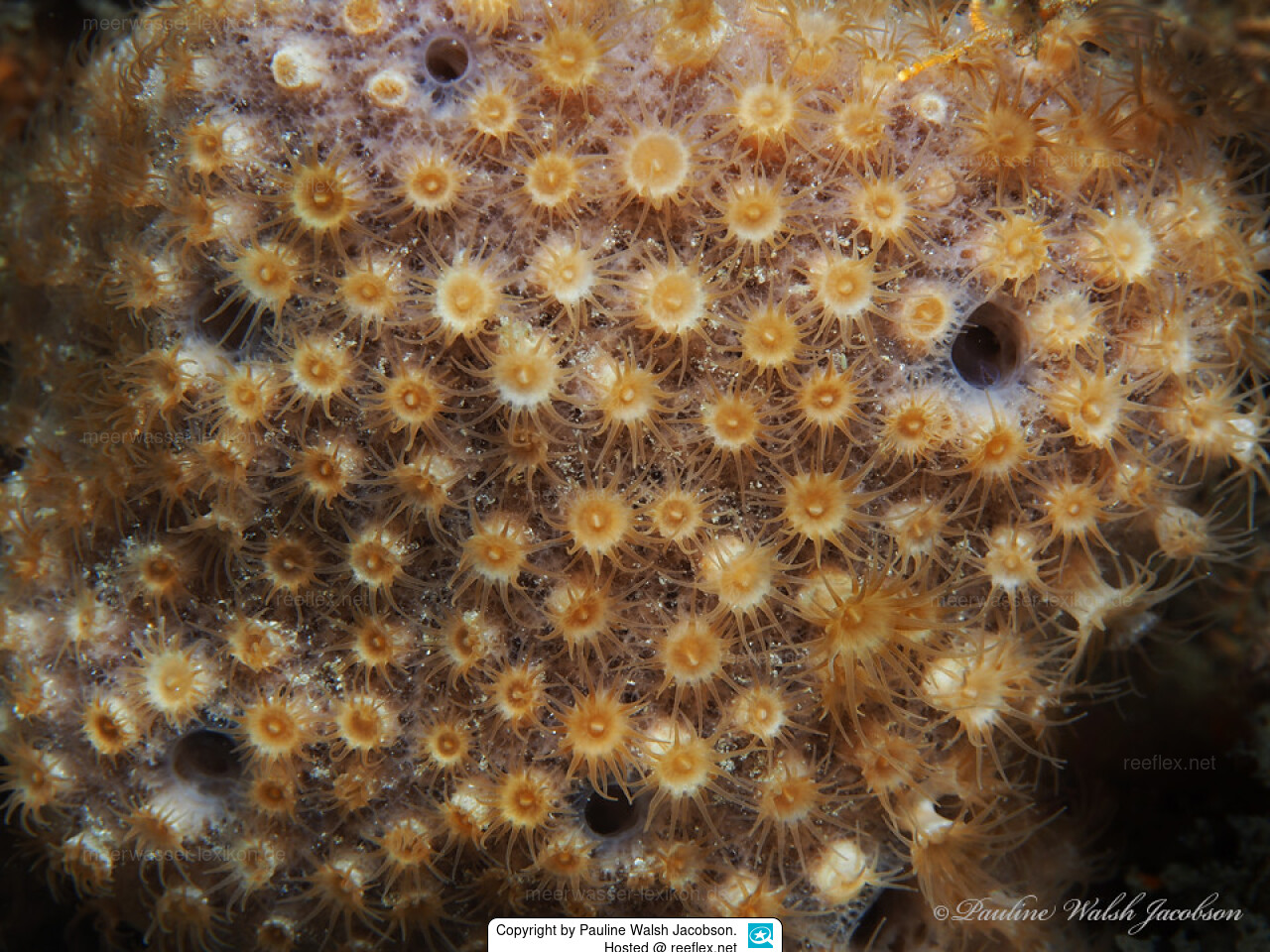 Umimayanthus parasiticus Sponge Zoanthid