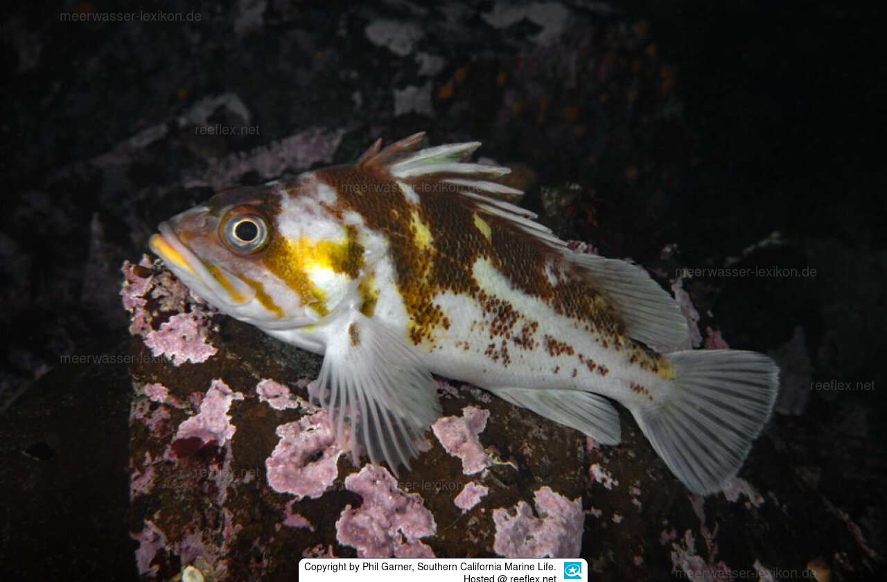 Sebastes caurinus Copper Rockfish