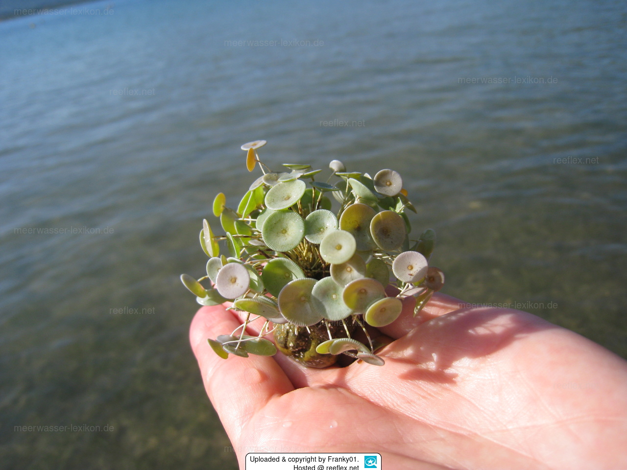 Acetabularia acetabulum Schirmchenalge