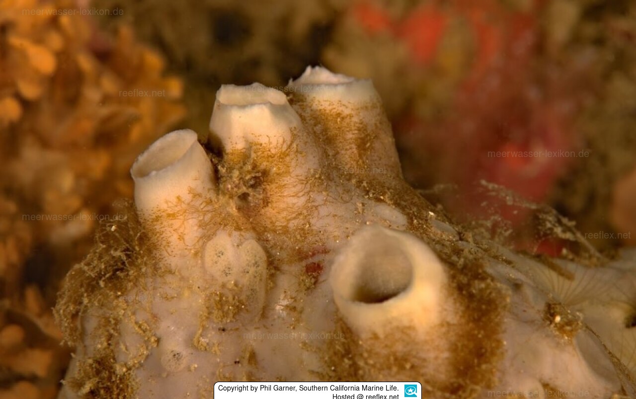 Spheciospongia confoederata Schwamm