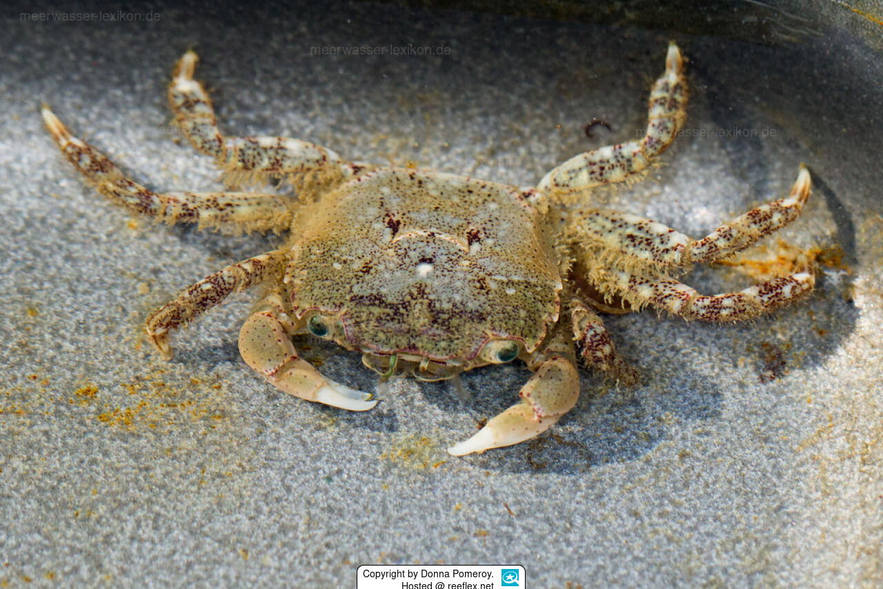 Hemigrapsus oregonensis Yellow Shore Crab, Green Shore Crab, Hairy ...