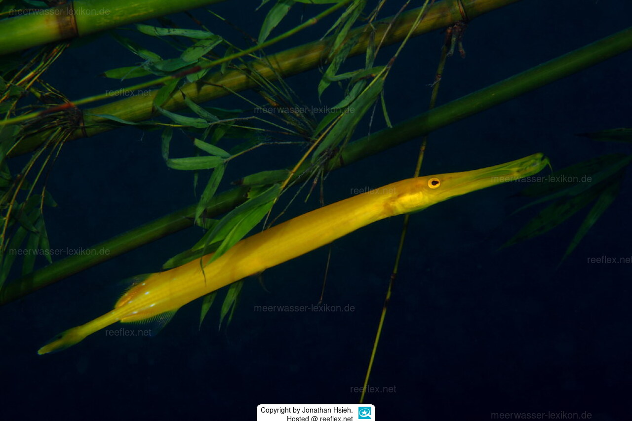 Aulostomus chinensis Chinese Trumpetfish, Spiny-back Trumpetfish, Pacific  Trumpetfish, Painted Flutemouth, Flutemouth, Stickfish, Tahiti Cornetfish,  Trumpet, Trumpetfish