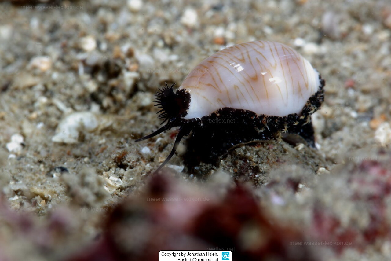 Palmadusta Clandestina Clandestine Cowrie Fah e Three Banded Cowry Palmadusta Clandestina Clandestine Cowrie Fah e Three Banded Cowry