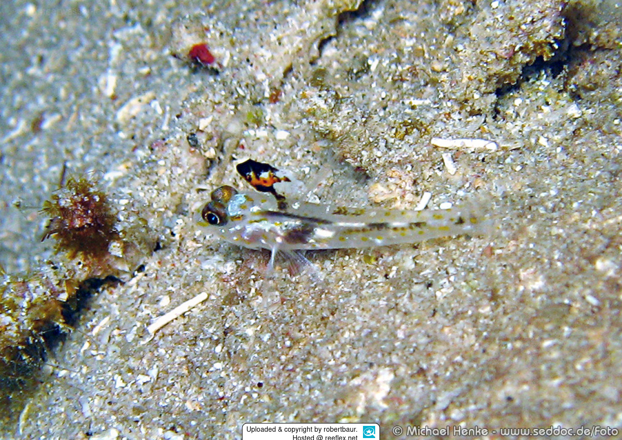 Callionymus erythraeus