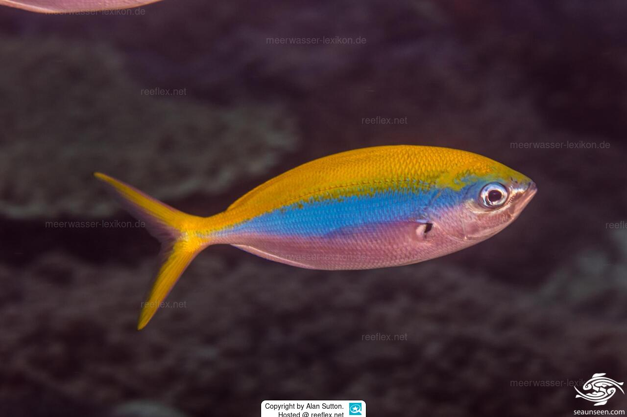 Caesio Xanthonota Yellowback Fusilier