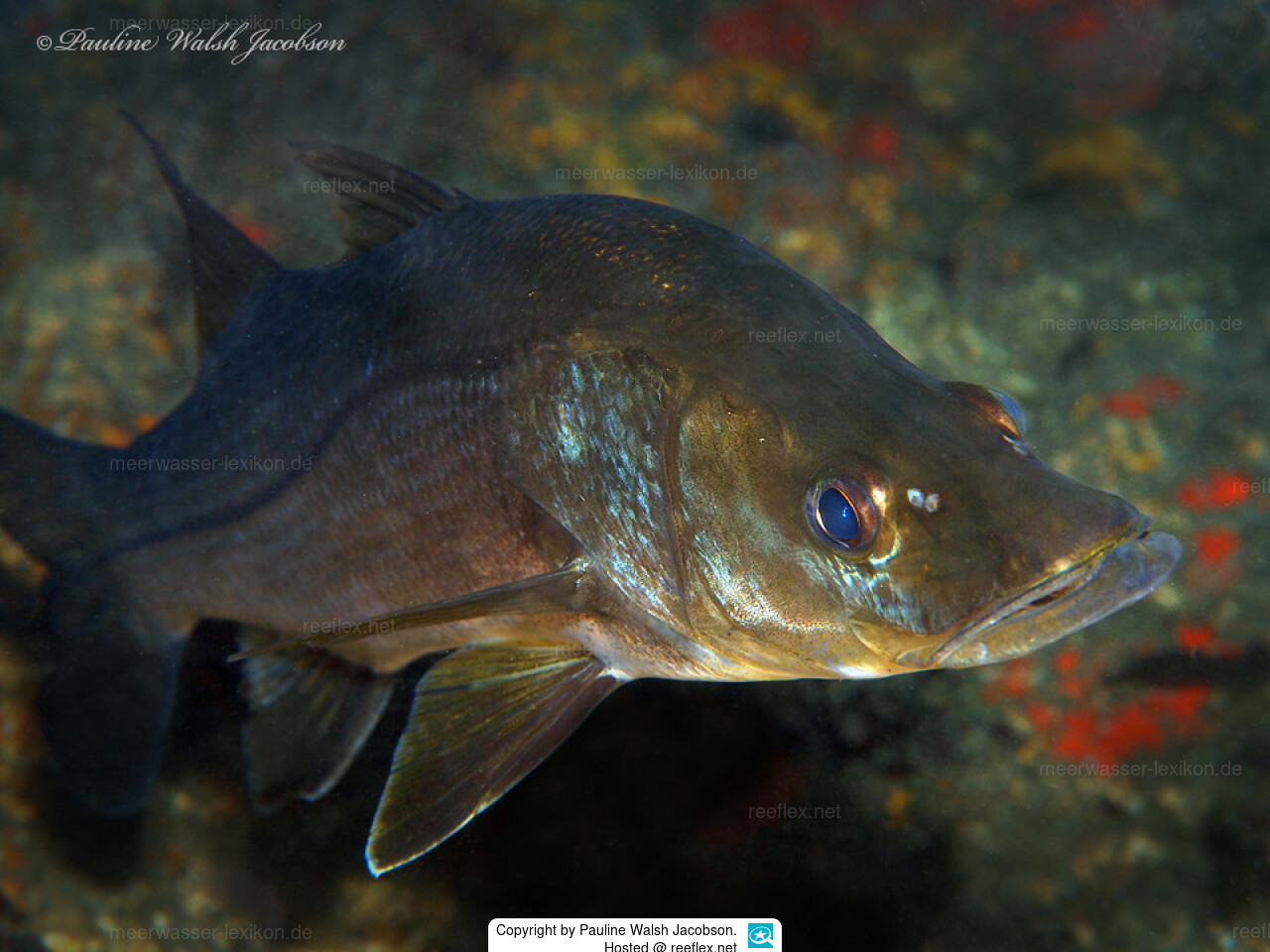 Centropomus undecimalis Common Snook, Snook