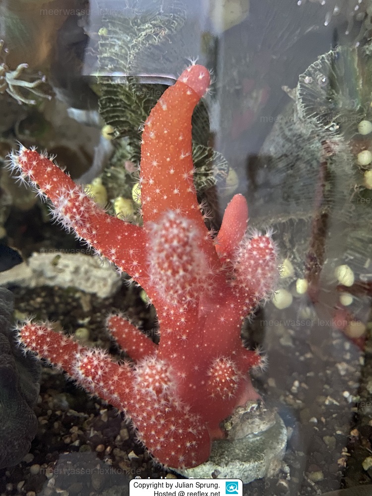 Paraminabea rubeusa Weichkoralle