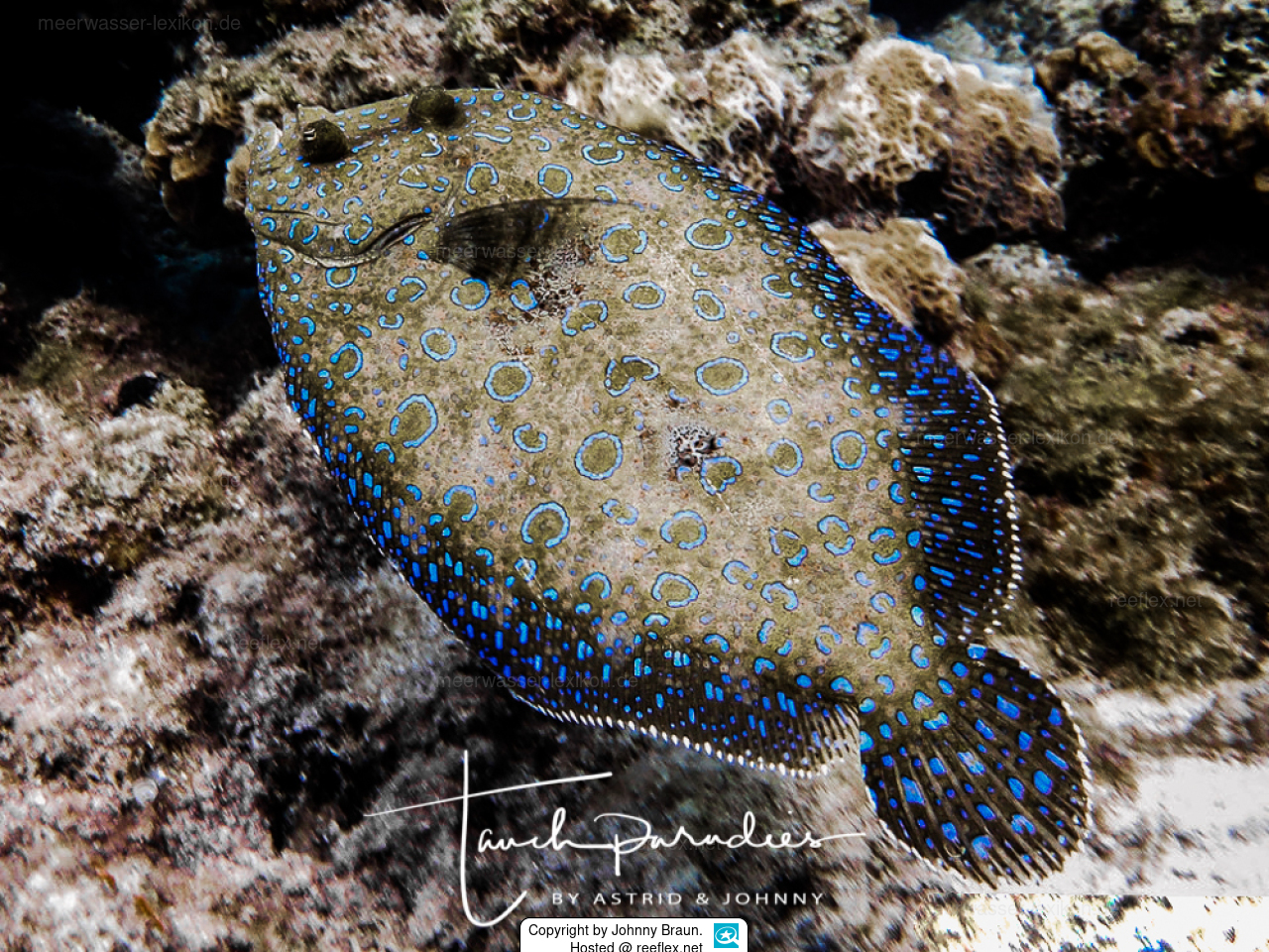 Bothus lunatus Peacock flounder