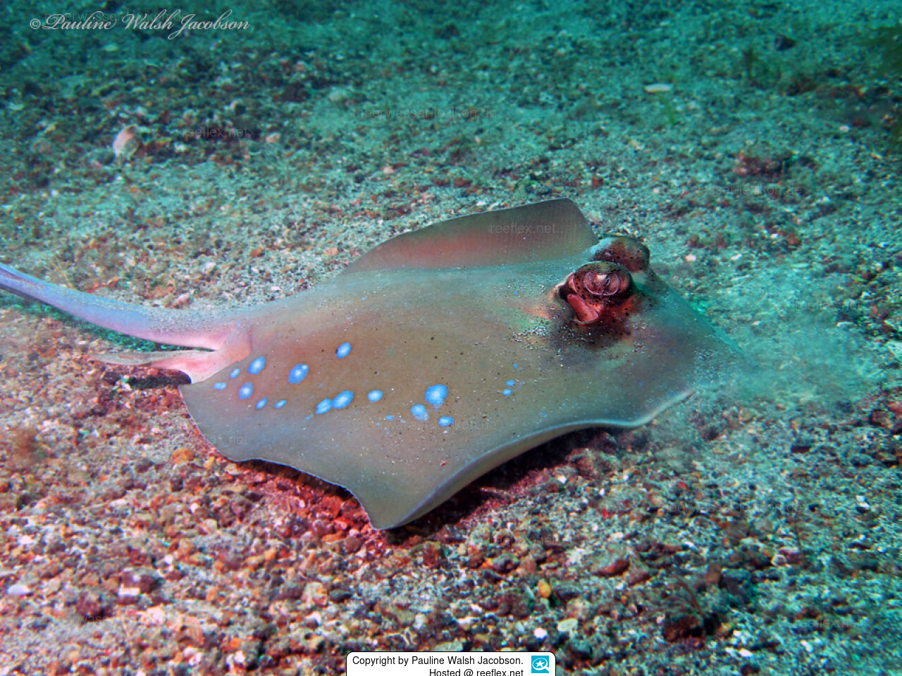 Stingray Gleoite Iasc rga Gleoite 35cm Nua S ile M ra Bubble Toot Stingray Gleoite Iasc rga Gleoite 35cm Nua S ile M ra Bubble Toot