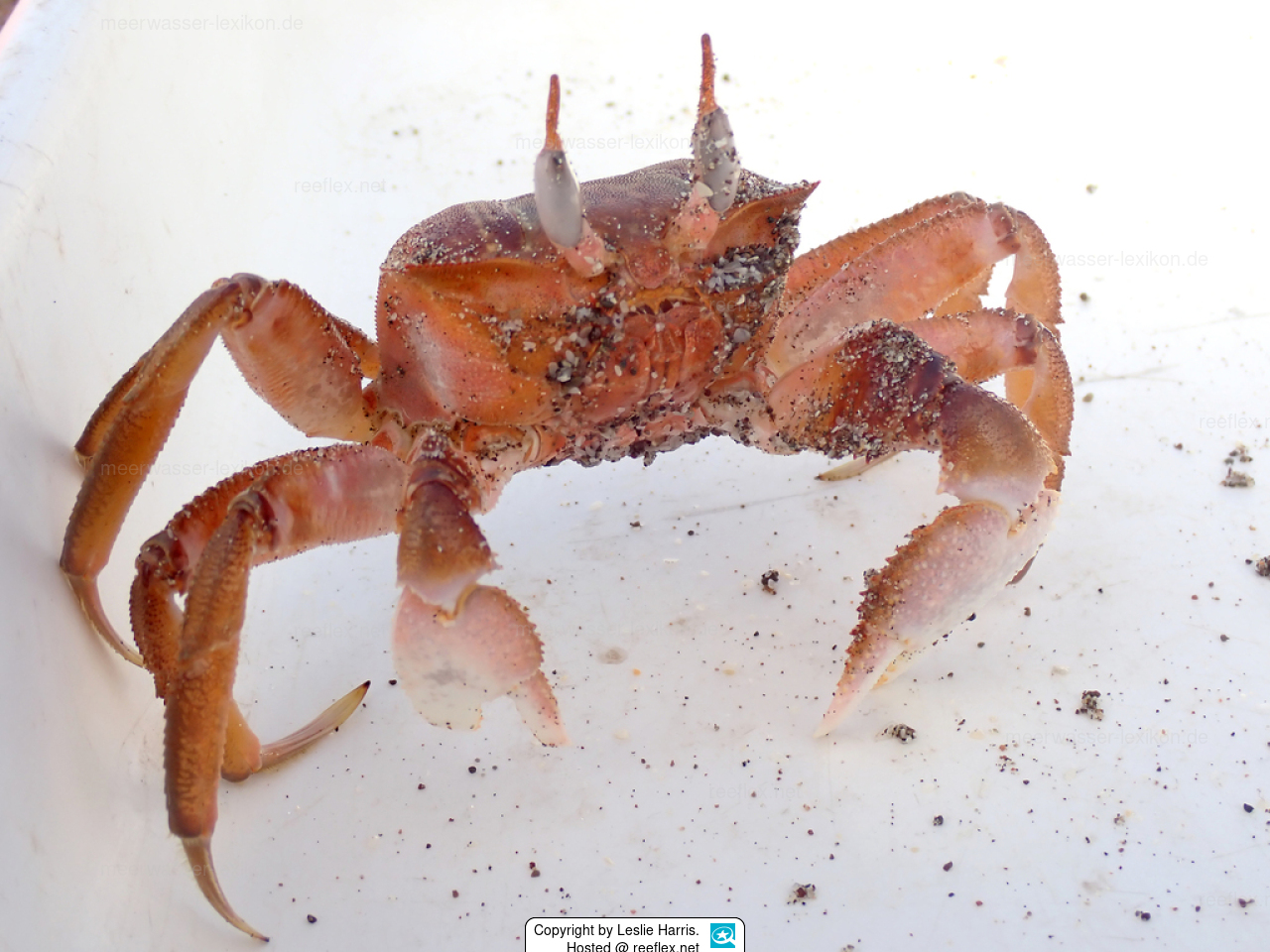 Ocypode gaudichaudii Painted ghost crab, Pacific Ghost Crab, Cart Driver Crab